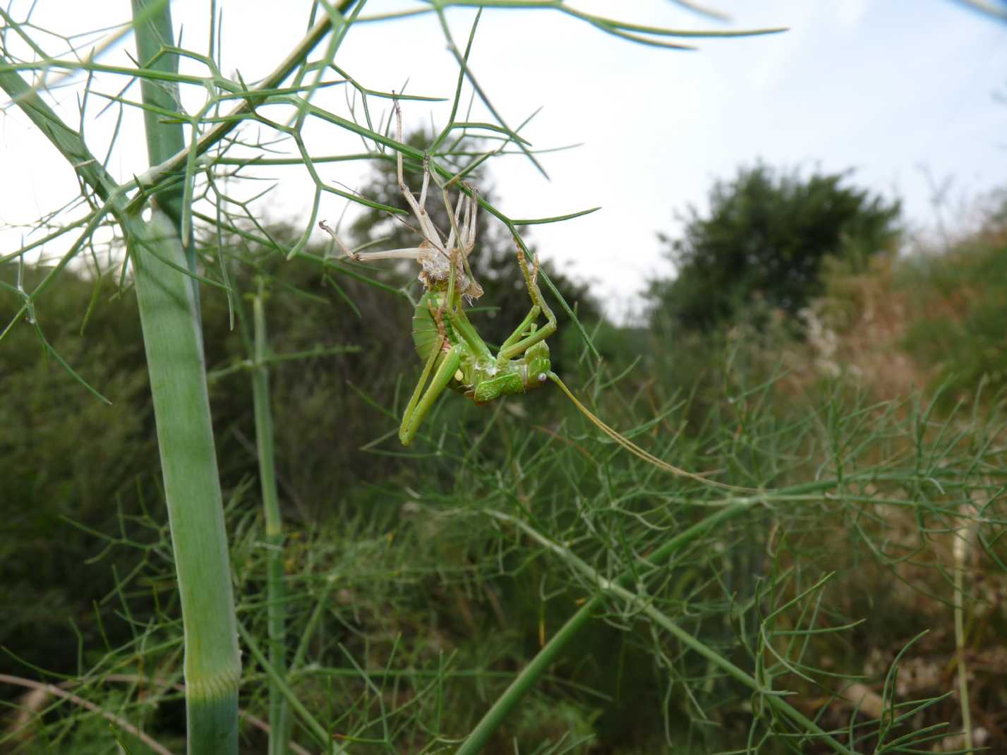 Uromenus (Bolivarius) brevicollis insularis in muta